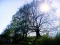 Alberi monumentali: il carpino nero della Cascina Nottola