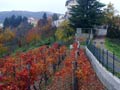 Vigne d’autunno...